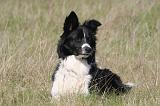 BORDER COLLIE 1508